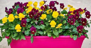 Distribution gratuite de Plants de fleurs