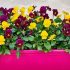 Distribution gratuite de Plants de fleurs