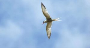 Sortie observation gratuite des oiseaux à Pérignat-sur-Allier