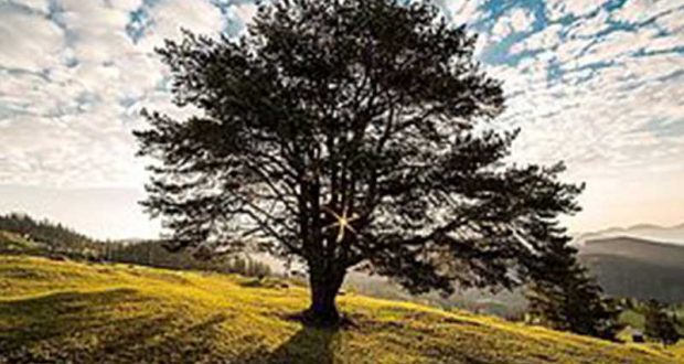 Distribution Gratuite de plants de pins - chênes - tilleuls...