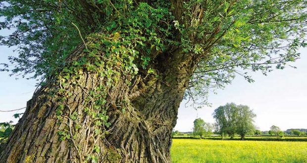 Distribution gratuite de 1500 Perches De Saules