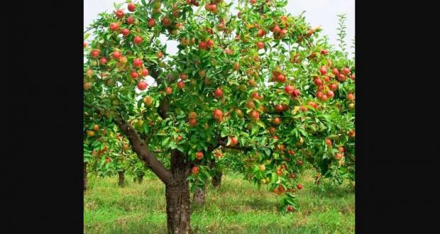 Distribution Gratuite d'Arbre (Pommier - Érable - Amélanchier...)