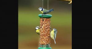 Distribution gratuite de graines pour les oiseaux