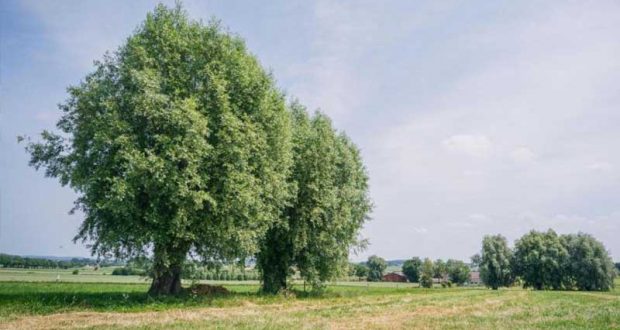 Distribution gratuite de perches de Saule têtard