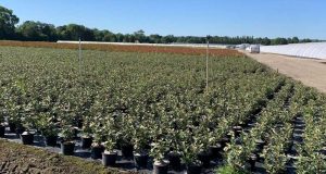 Distribution gratuite de 1000 plants d'arbres en pot