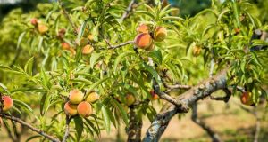 Distribution gratuites de 13 essences d'arbres fruitiers
