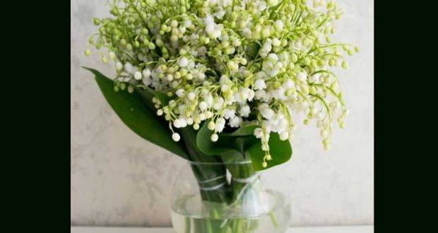 Distribution Gratuite de Muguet