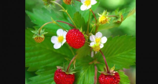 Distribution gratuite de 8000 plantes et de 5000 sachets de graines