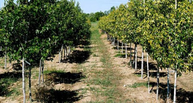 Distribution gratuite de jeunes plants d'arbres fruitiers et d'ombrage