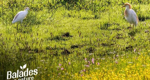 Visite guidée gratuite des oiseaux - Ancenis-Saint-Géréon