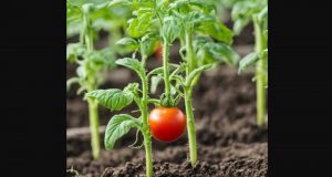 Distribution Gratuite de Plants de légumes ...