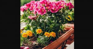 Distribution gratuite de lots de 10 plants de fleurs d’été