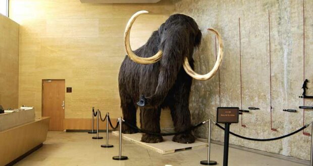 Entrée gratuite au Musée National de Préhistoire