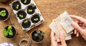 Distribution gratuite de graines de plantes pour vegetalisation