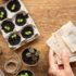 Distribution gratuite de graines de plantes pour vegetalisation