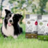 500 Packs PLATINUM Aliments Secs Premium Chiens à tester