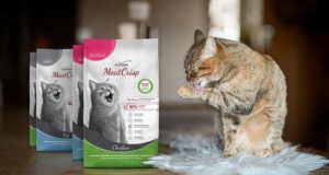 500 Packs PLATINUM Chat MeatCrisp à tester