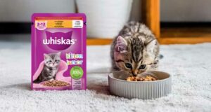 Échantillons gratuits de nourriture pour chatons Whiskas