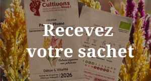 Échantillons Gratuits Sachet Graines Celosia Pampa Plume Kokopelli