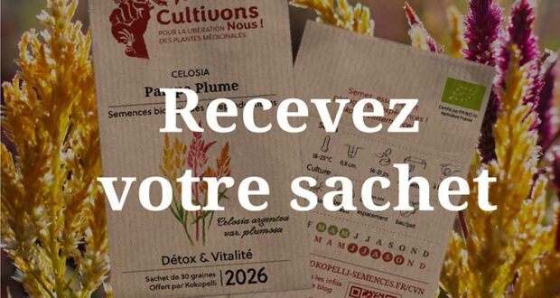 Échantillons Gratuits Sachet Graines Celosia Pampa Plume Kokopelli