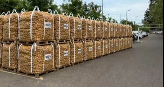 Distribution gratuite de 20 tonnes de pommes de terre