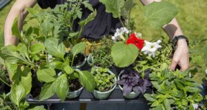 Distribution gratuite de 50 000 plants de fleurs