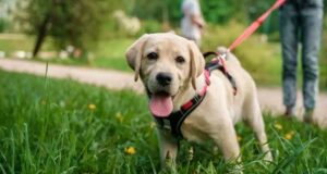 Séances d'éducation canine gratuites