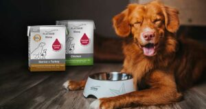 500 Packs Nourritures pour Chien PLATINUM offerts