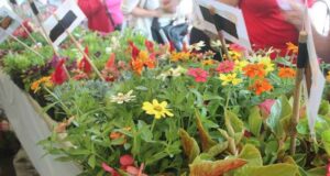 Distribution gratuite de 10 plants de fleurs ou plantes potagères