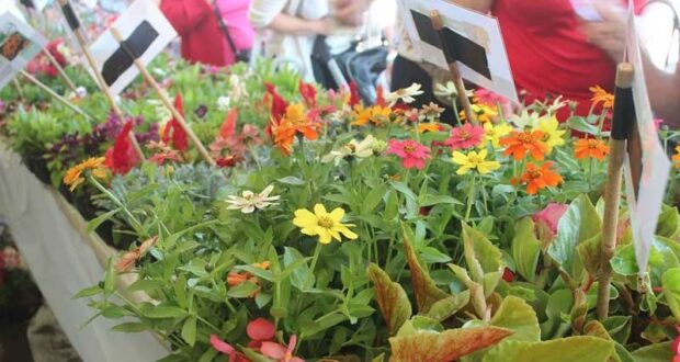 Distribution gratuite de 10 plants de fleurs ou plantes potagères
