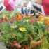 Distribution gratuite de 10 plants de fleurs ou plantes potagères